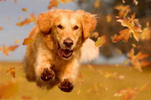 Como Saber se Seu Cachorro Está Realmente Feliz