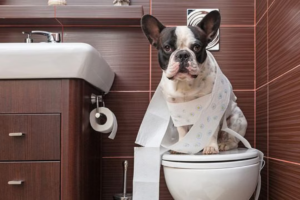 Por que seu cachorro te segue até no banheiro