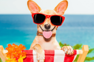 Como se Diverti Com seu Cachorro