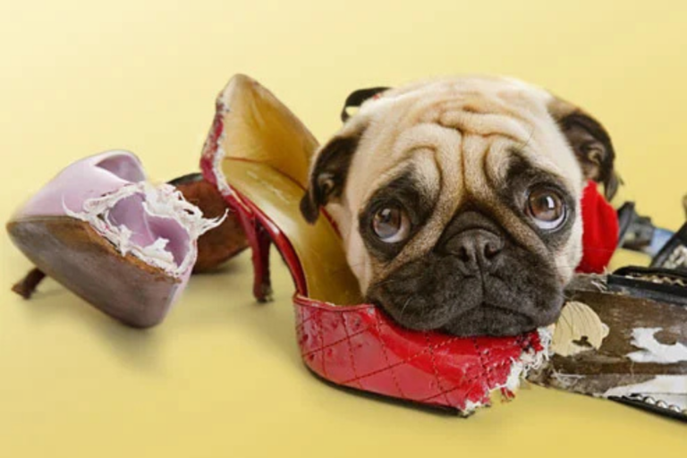 7 Comportamentos Caninos Que Você Precisa Entender Hoje